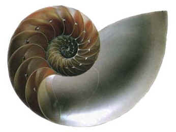 nautilus