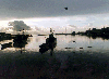[Figueira]